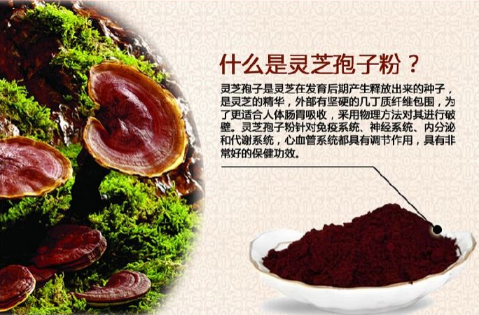灵芝破壁孢子粉竟有如此功效，难怪那么多人都在吃！