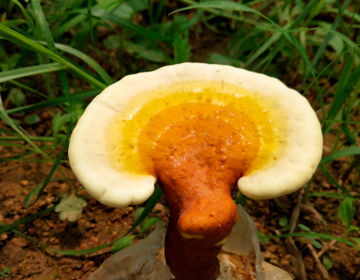 灵芝三萜和总三萜那个更重要？