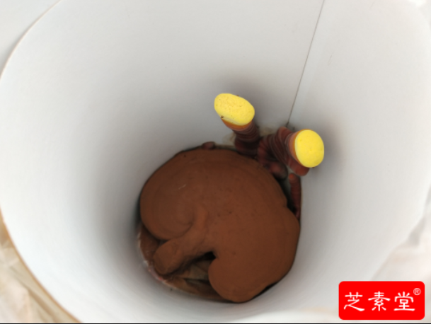 去壁孢子粉