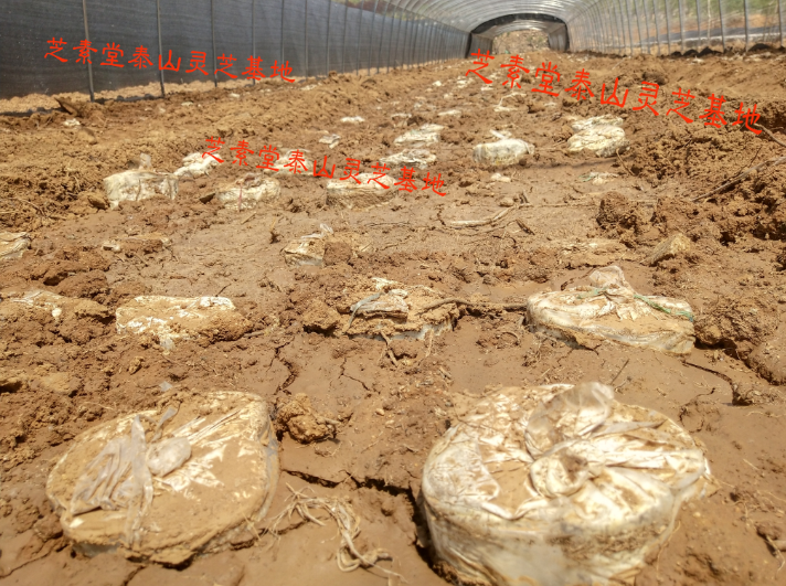 比无限极灵芝皇胶囊含量更高的灵芝孢子粉胶囊 比无限极灵芝皇胶囊含量更高的灵芝孢子粉胶囊