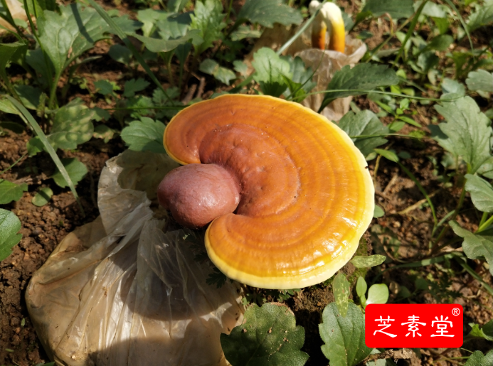 破壁灵芝孢子粉的效果究竟是灵芝多糖还是灵芝三萜效果好？