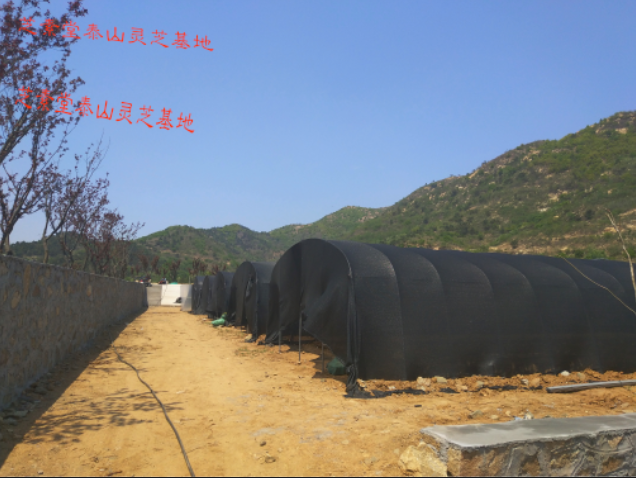破壁灵芝孢子粉的效果究竟是灵芝多糖还是灵芝三萜效果好？