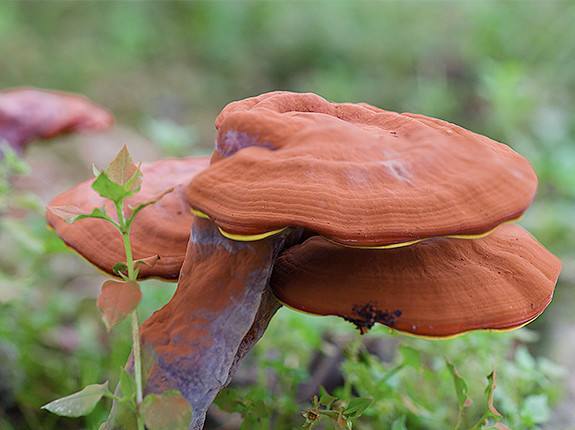  哪些疾病不能吃灵芝孢子粉？