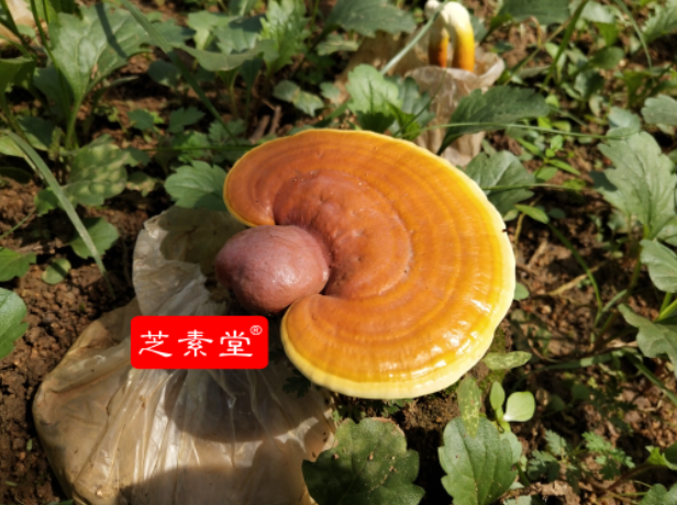购买破壁灵芝孢子粉应慎重!别被忽悠了! 购买破壁灵芝孢子粉应慎重!别被忽悠了!