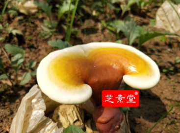 芝素堂灵芝破壁孢子粉好吗? 芝素堂灵芝破壁孢子粉好吗?