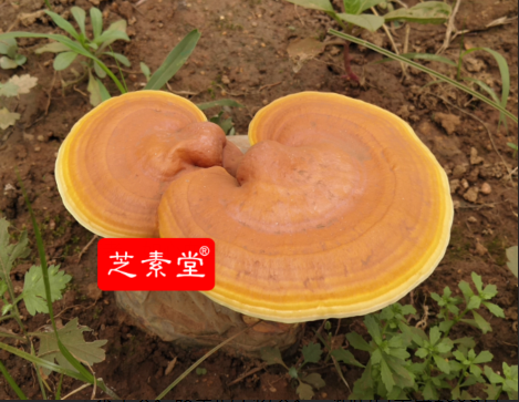 芝素堂灵芝破壁孢子粉好吗? 芝素堂灵芝破壁孢子粉好吗?