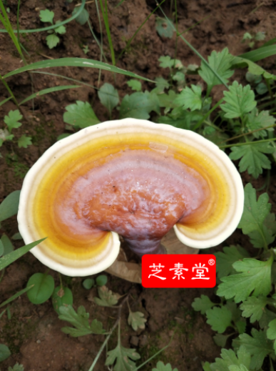 鼻咽恶性舯廇可不可以吃灵芝孢子粉 鼻咽恶性舯廇可不可以吃灵芝孢子粉