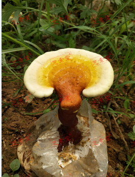 灵芝孢子粉的储藏方式是怎么样的？