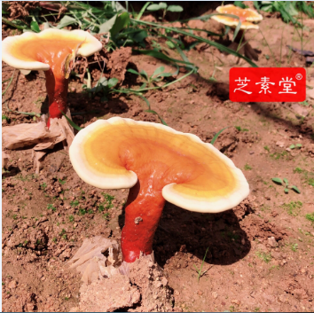 做放疗的人吃什么好恢复身体？ 
