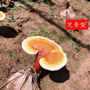 病人化疗后吃什么好受一些？ 