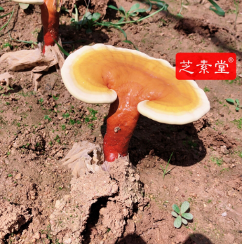 做放疗期间吃什么好缓解不适？ 