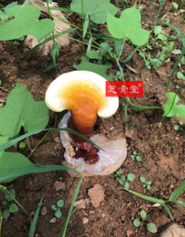 女性更年期失眠吃什么好改善？ 