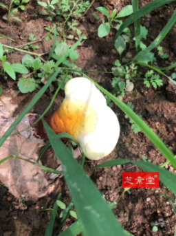 胃化疗期间吃什么对身体效果好？ 