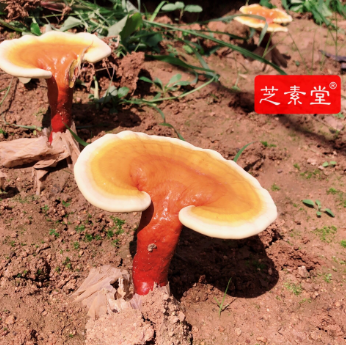 1599643679424766.png image.png