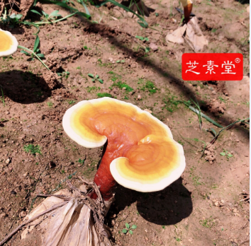 1599643722309656.png image.png