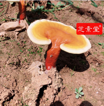 1599643800606963.png image.png