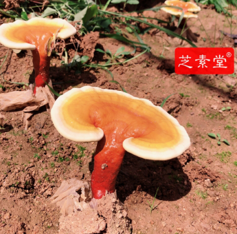 1599643832657654.png image.png