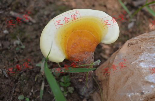 怎么治睡眠不好效果好？