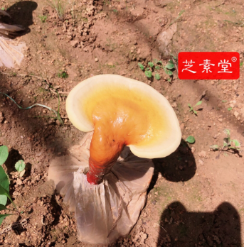 改善睡眠的方法一定要看!