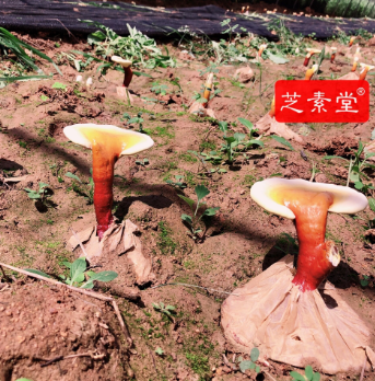 怎样增强免疫力效果好？
