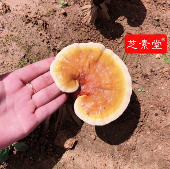 经常失眠怎么改善？