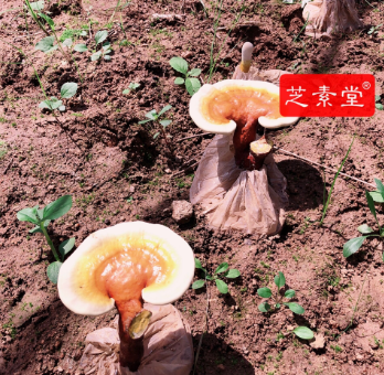 1599902864232758.png image.png