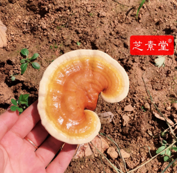 如何提高自身免疫力呢？