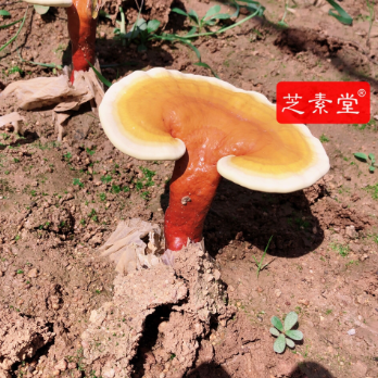 出汗多如何调理好呢？