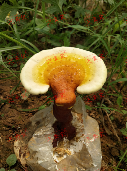 怎样提高抵抗力和免疫力好呢？