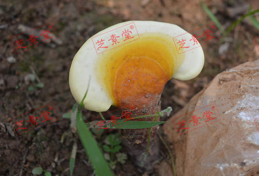 吃什么食物提高免疫力有效呢？