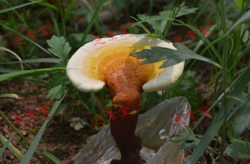 灵芝孢子粉的价位是多少？