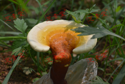 灵芝孢子粉的作用与功效与作用是什么？
