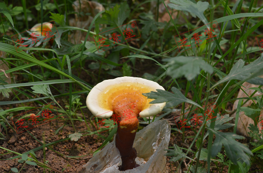 灵芝孢子粉功能有哪些呢？