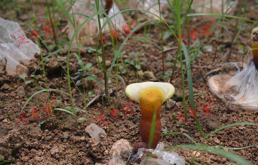 怎么吃灵芝孢子粉呢？