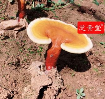 灵芝孢子粉价位怎么样？