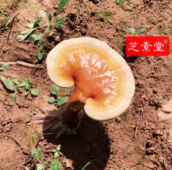 灵芝孢子粉功效与作用你知道多少？