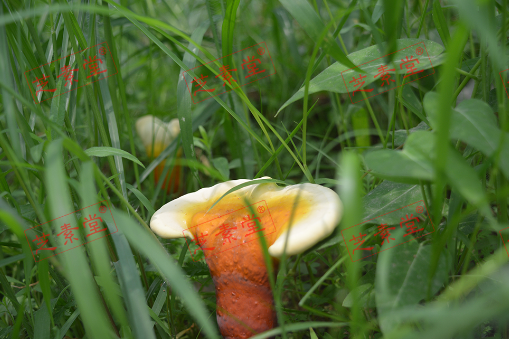 1602841350115936.png image.png