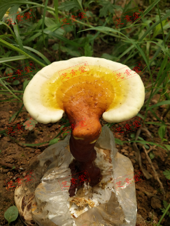 内分泌失调调理有什么好的办法？