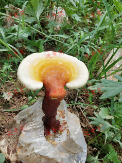 消化功能不好怎么调理能好呢？