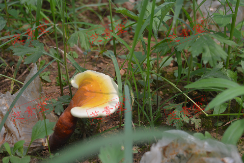 没有食欲吃什么好呢？