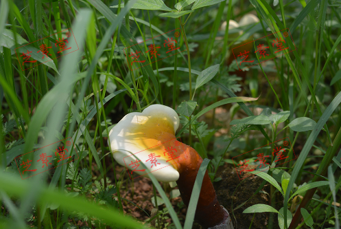 破壁灵芝孢子粉的价位是多少？