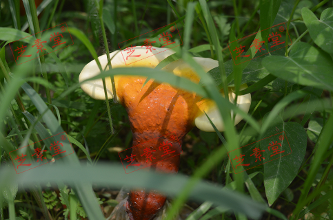 灵芝孢子粉售价是多少？