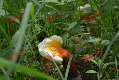 野生灵芝孢子粉好不好？