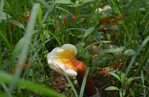 大盘山灵芝孢子粉的功效怎么样？