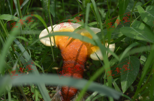 黄山灵芝孢子粉什么价格？