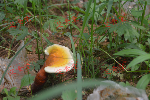 灵芝孢子粉有哪些功效呢？