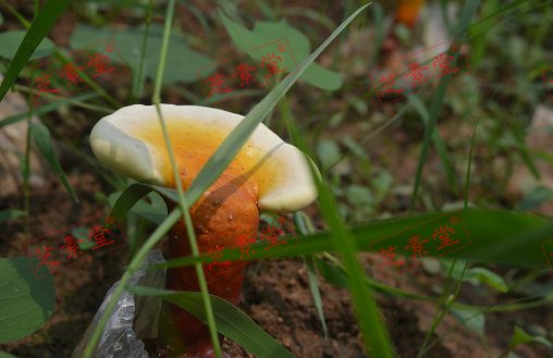 乔秀红灵芝孢子粉好不好？