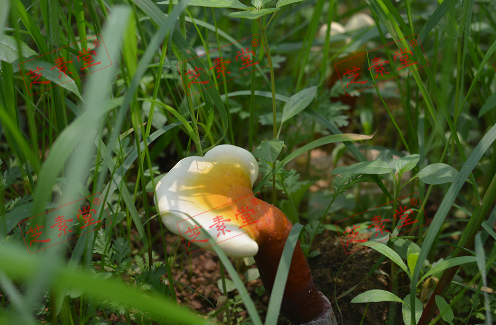 哪个牌子的灵芝孢子粉好一些呢？