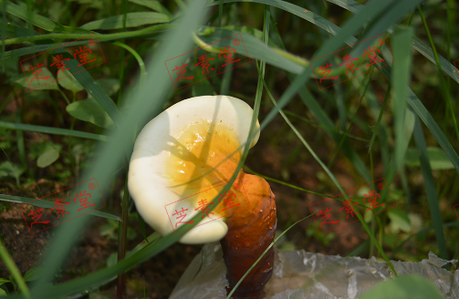同仁堂灵芝孢子粉用量是多少？