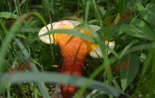 康怡道灵芝孢子粉价格是多少？